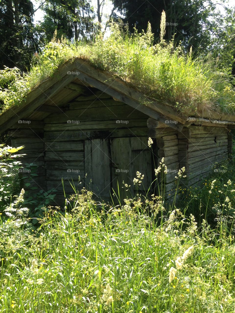 Old barn with grassroof