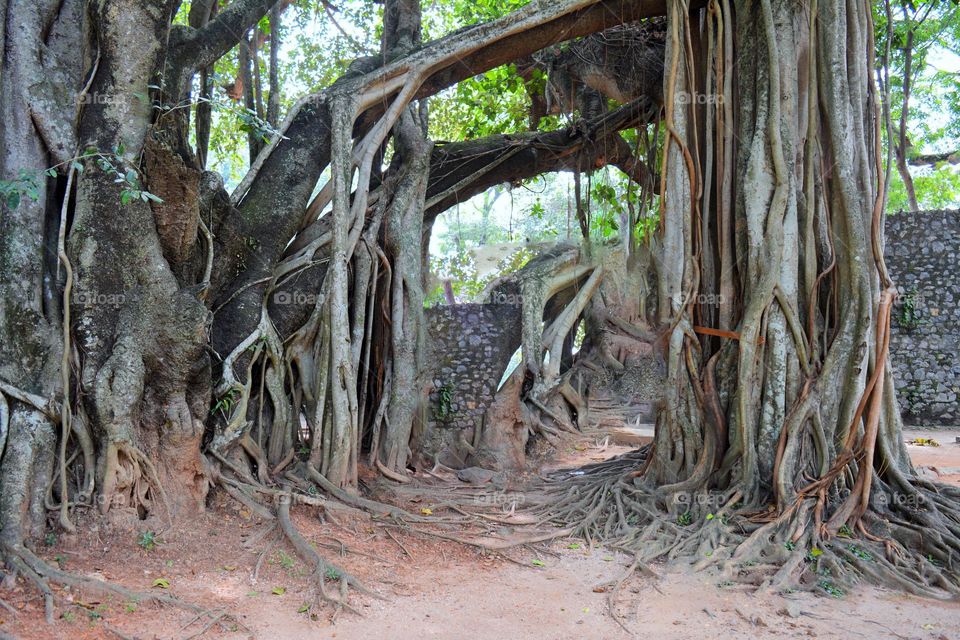 136 years biggest tree roots in sri Lanka