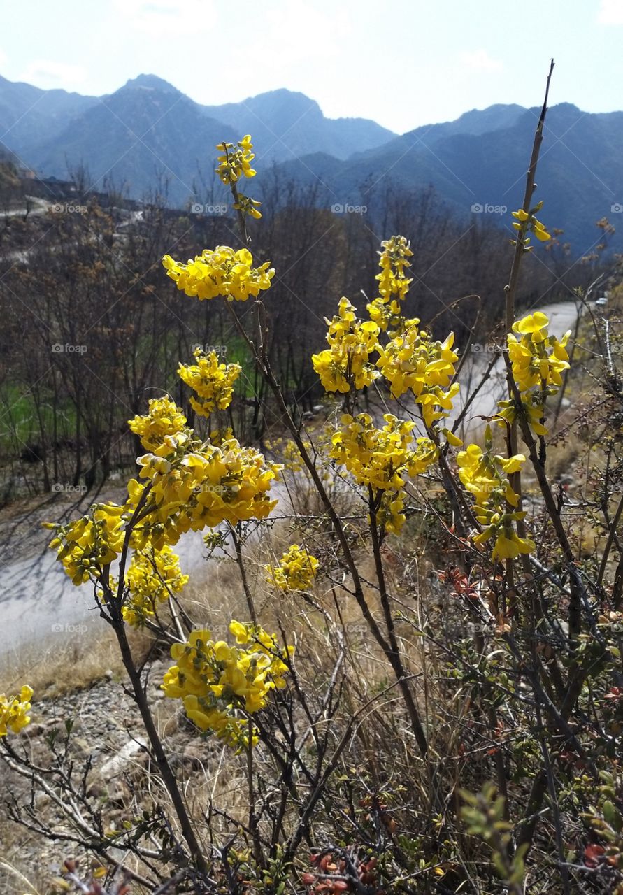 beautiful yellow flower