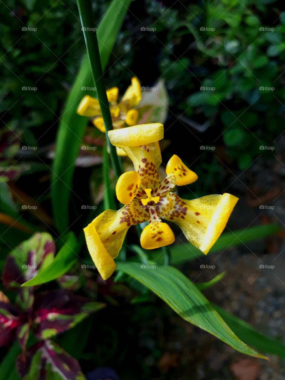 close up shot of yellow irish