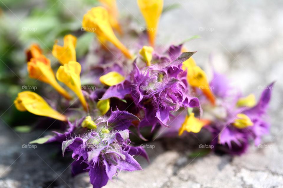 Night and day flowers