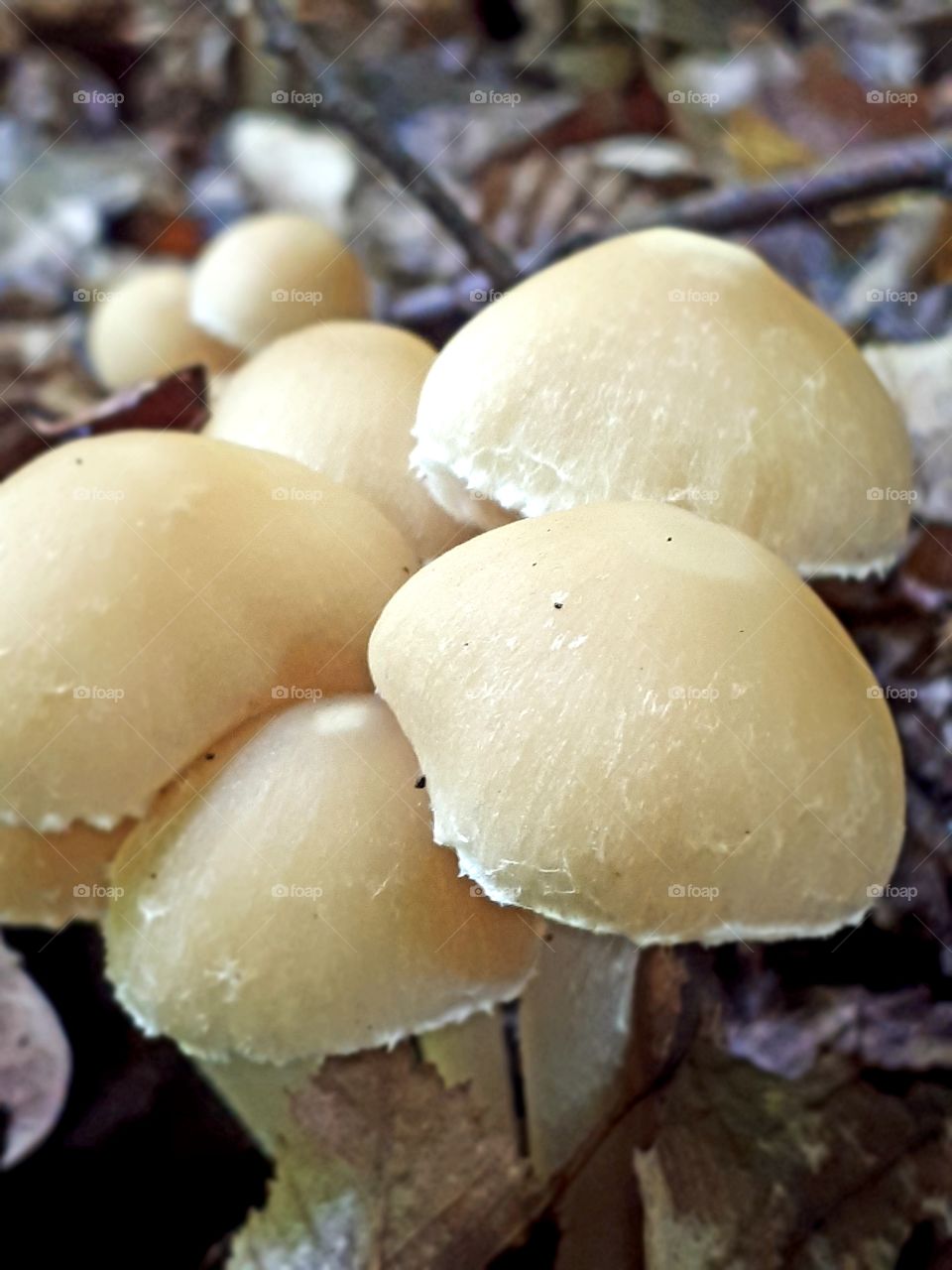 mycena inclinata