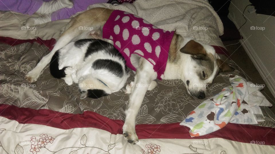 Dog, Bed, Sleep, Pillow, Mammal
