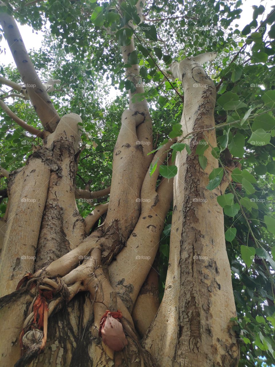 a image of pipal tree