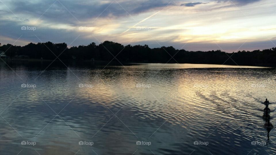 Ducks or geese in a row in the sunset