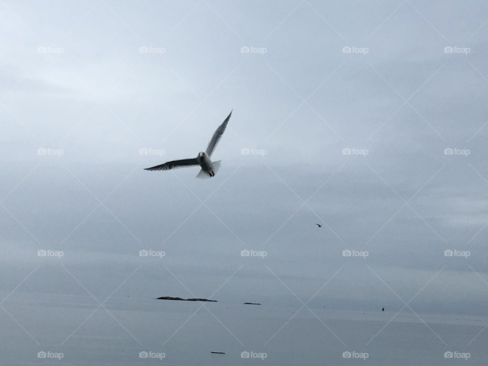   Seagull flying 