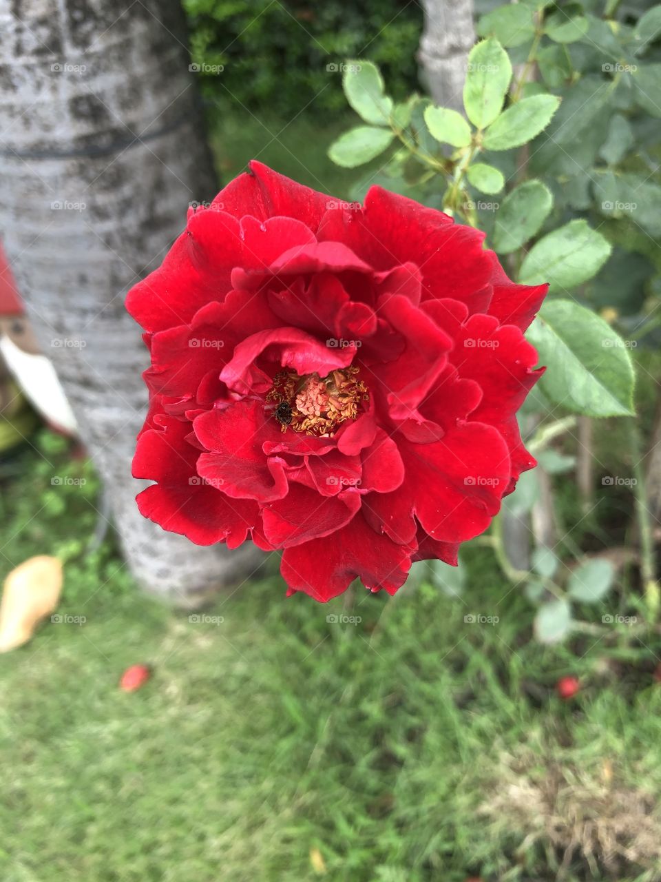 Red rose 