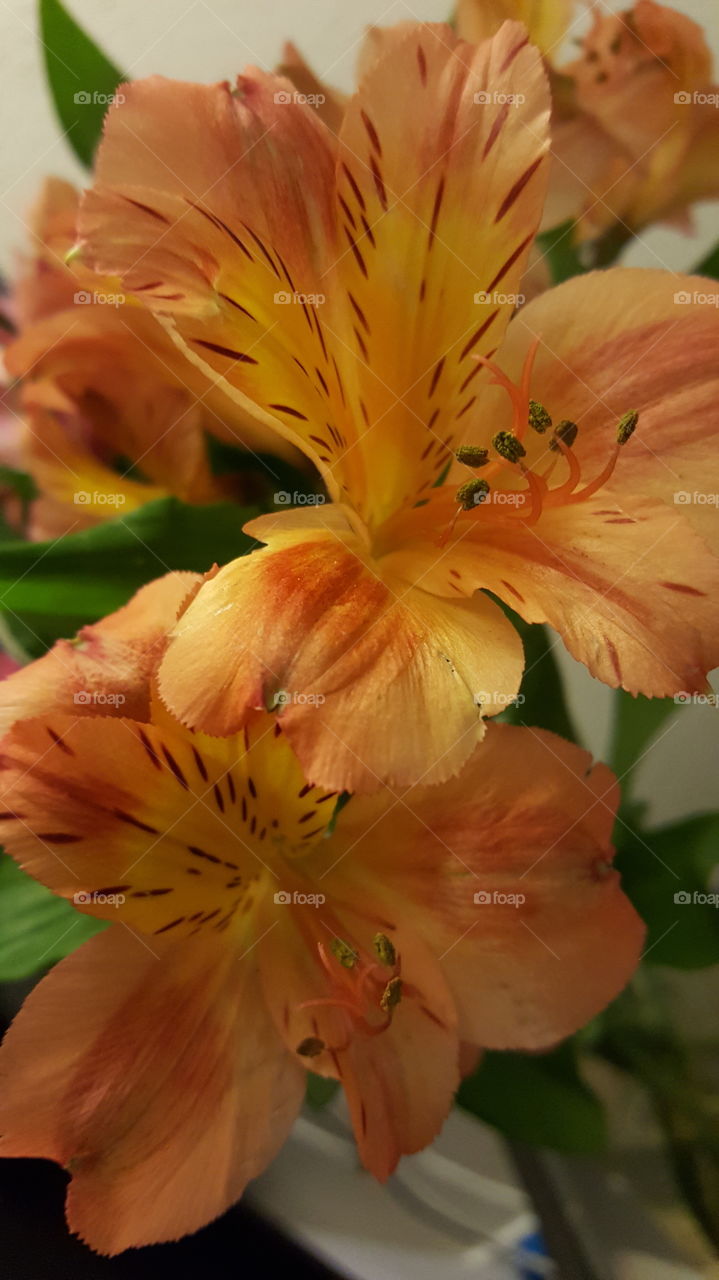 orange lilies close up