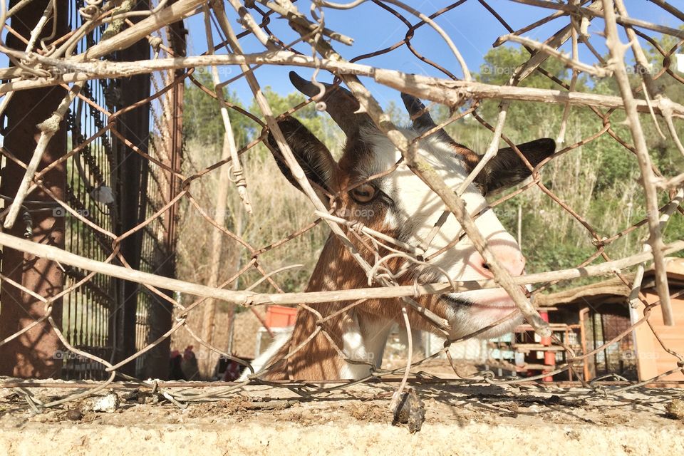 A goat through the fence