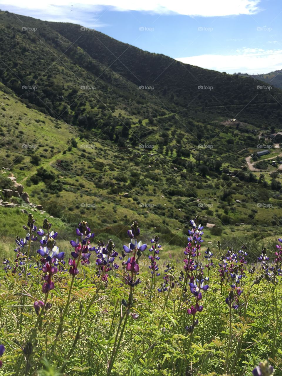 Springtime and wild flowers in El Monte County Park in San Diego