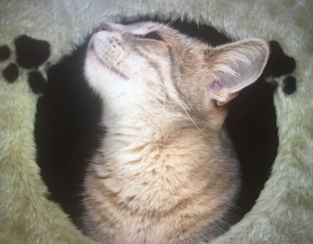 Happy lazy cat 