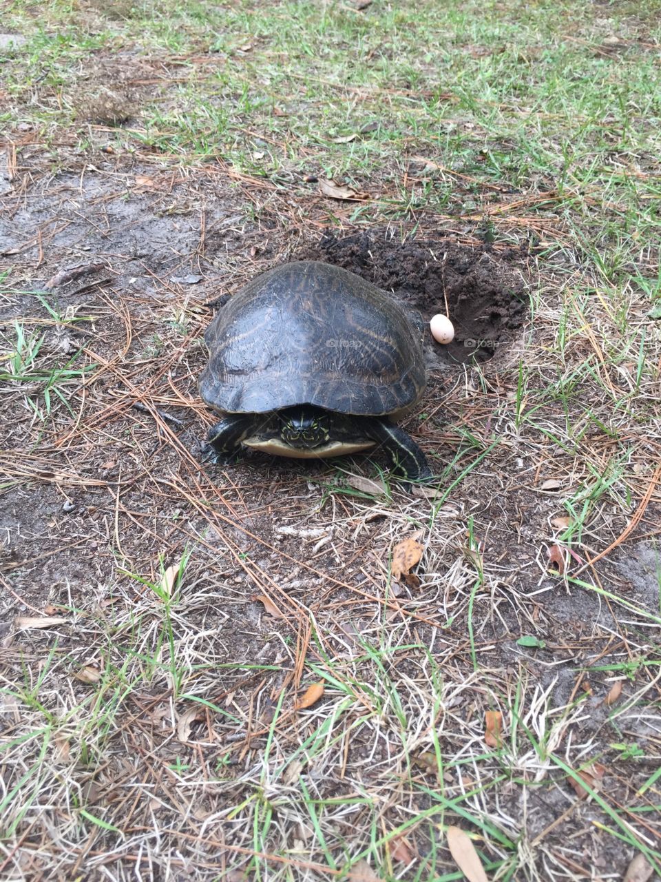 Turtle mother burying her eggs. 