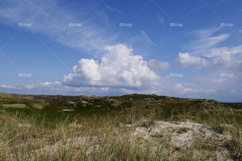 Beautiful landscape Sand dunes and heathland on the island of Sylt Germany 