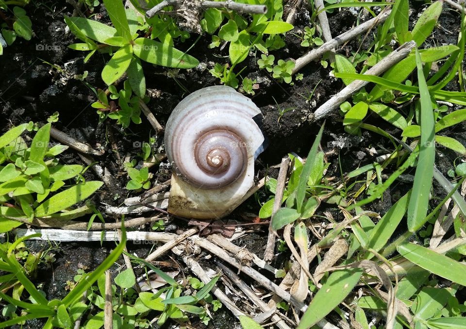 broken shell at shoreline