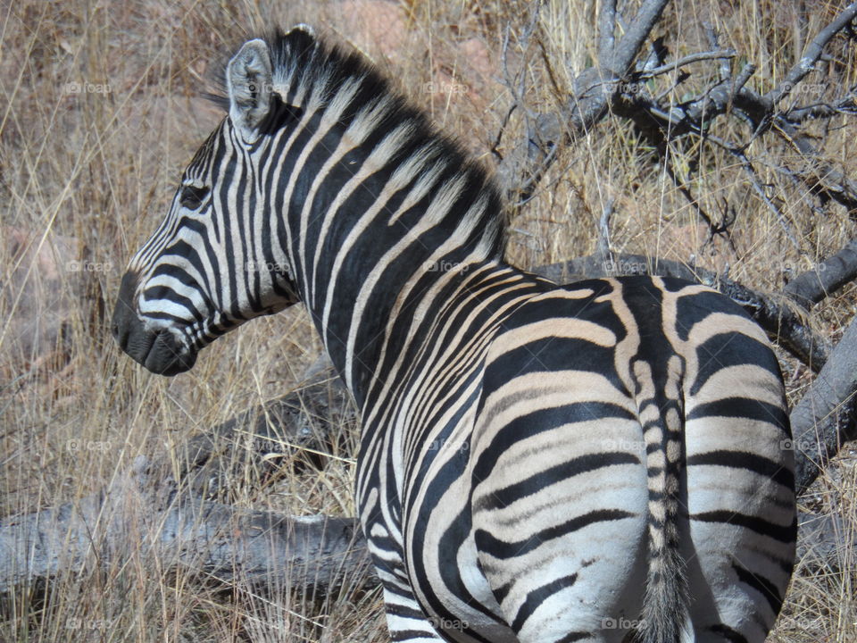 does my butt look fat in these stripes!