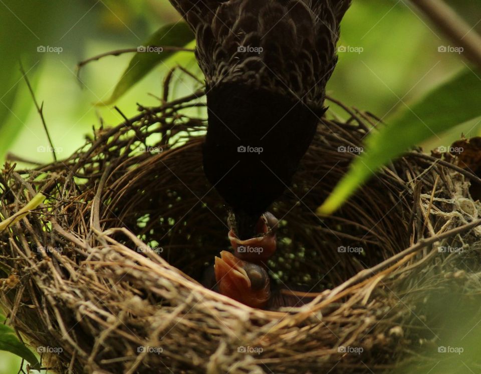 Close-up of birds in the nest