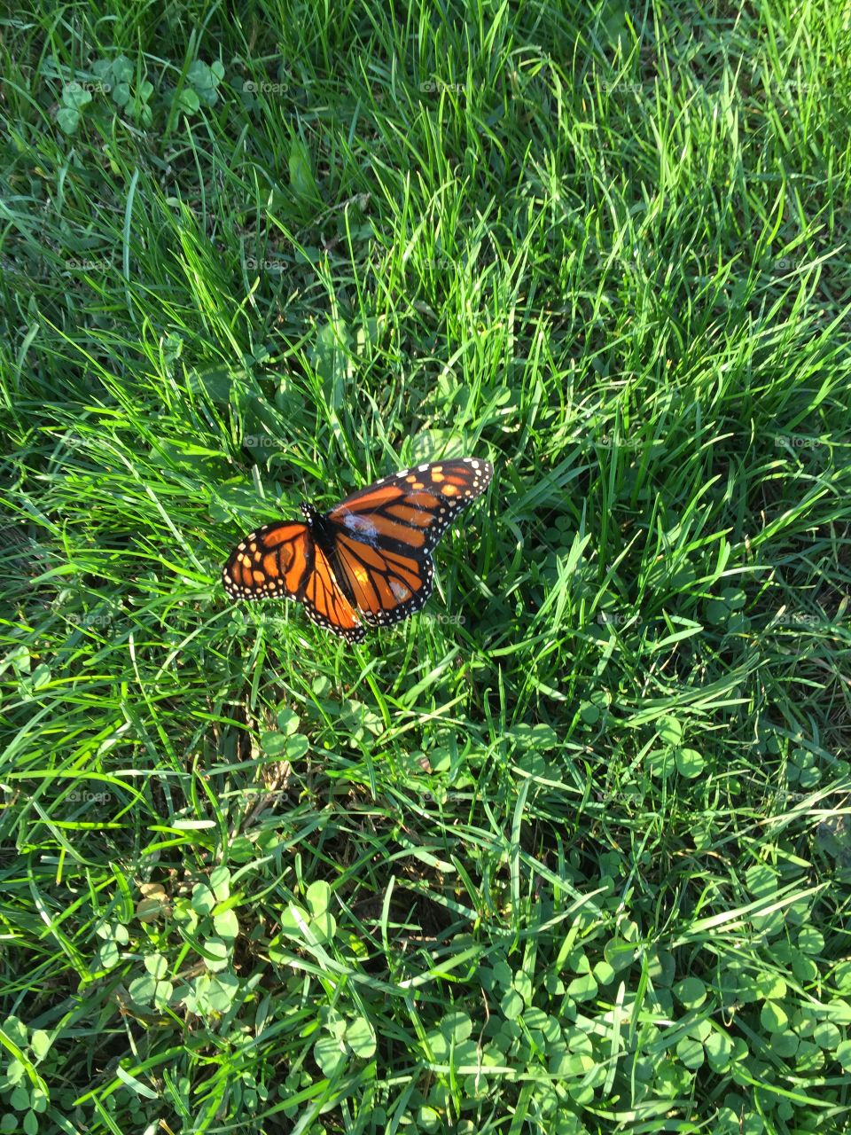 Monarch butterfly
