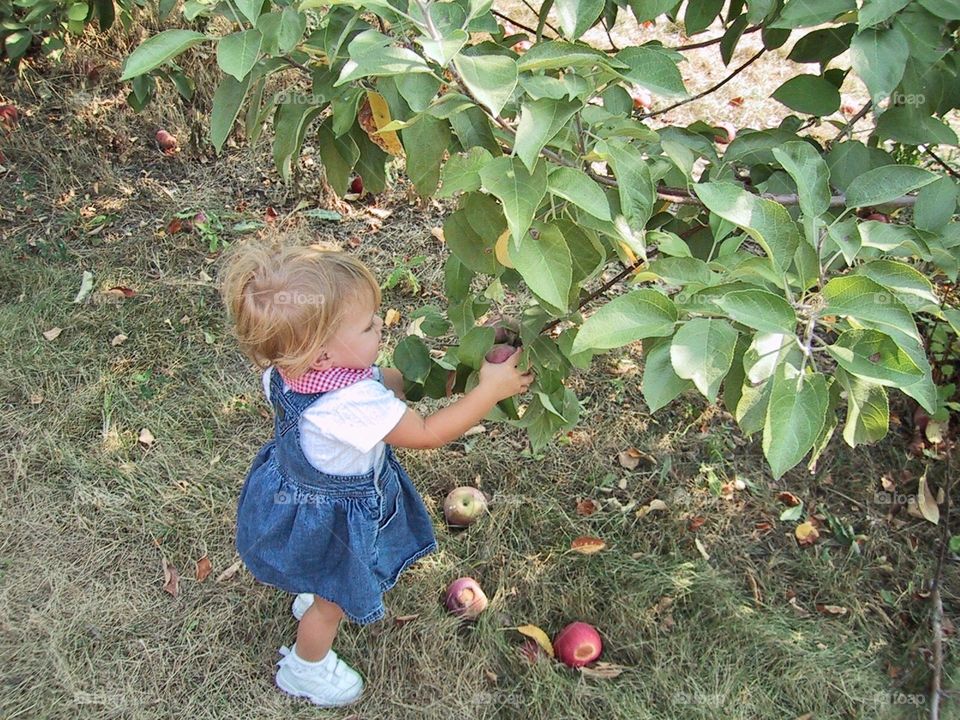 Apple Picking 