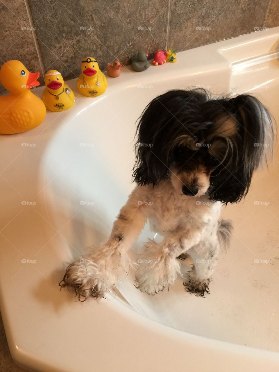 Close-up of muddy dog in bath