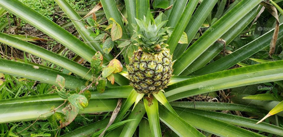 Costa Rican pineapple