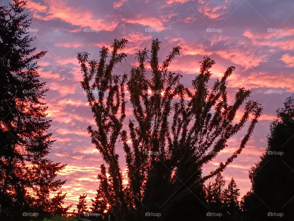 A formation of rippled clouds, in pink, gray and yellow with a silhouette of branches from tall trees in the forefront.