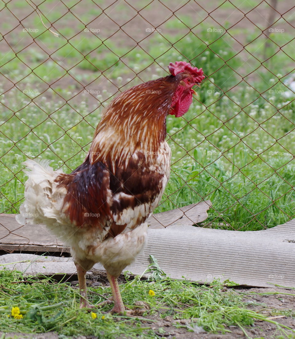 Rooster is singing. 