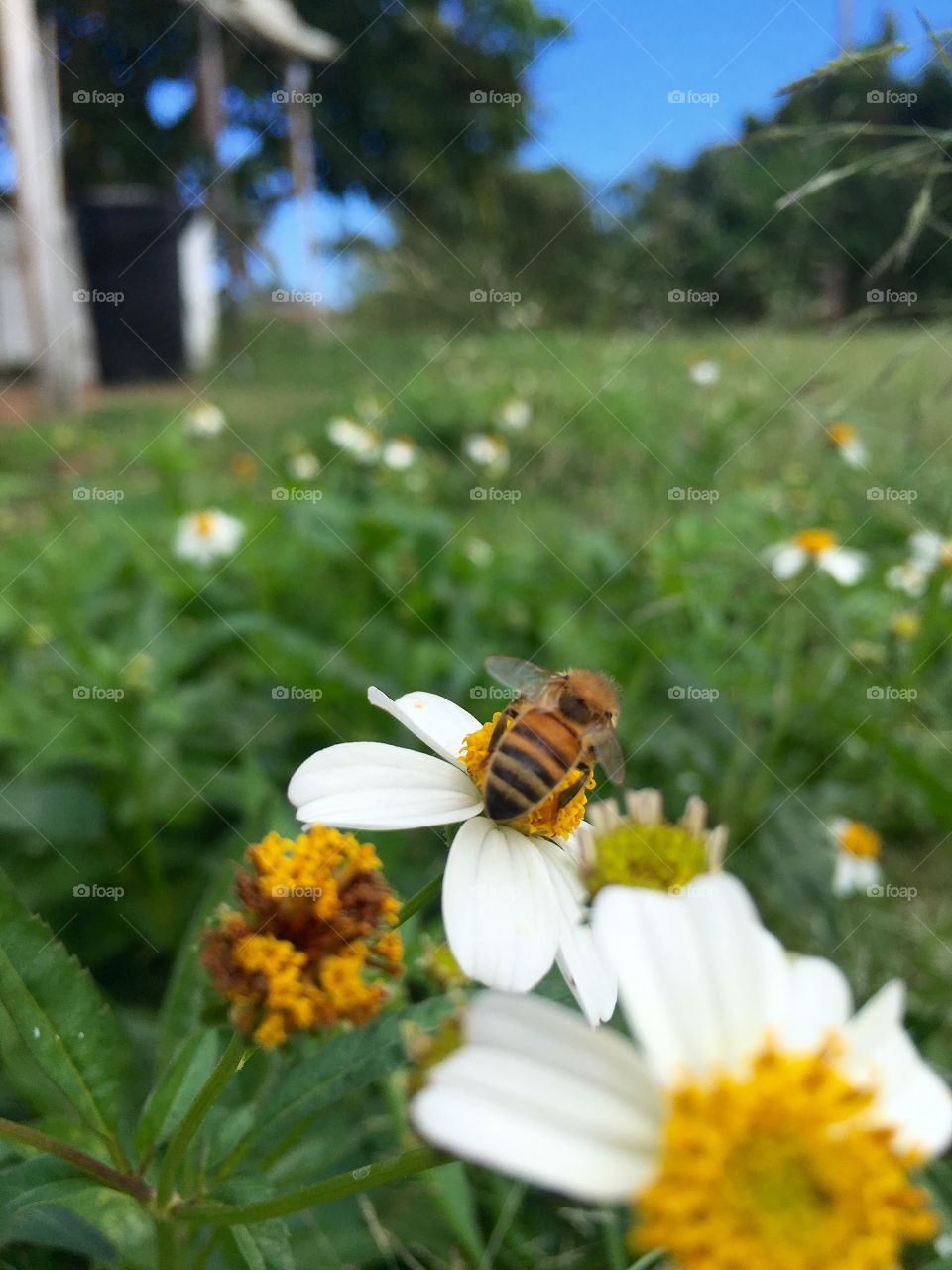 Honey bee at work 