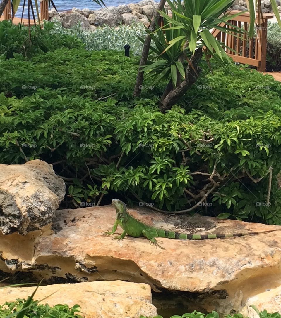 I Wanta Iguana. One of the many iguanas that visited the pool at this home in Islamorada, Florida Keys. 
