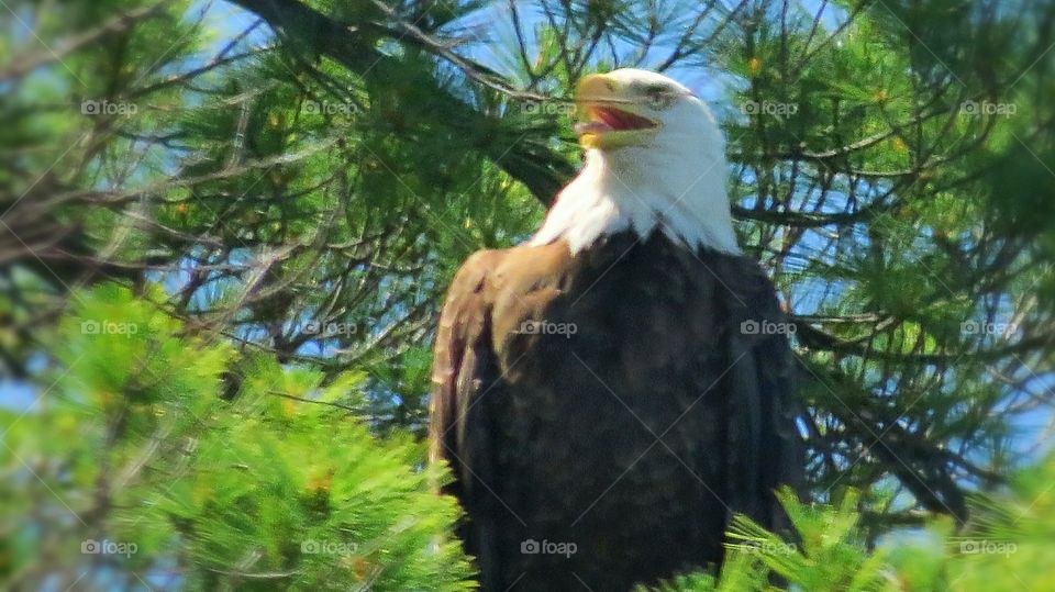 Bald Eagle in tree top