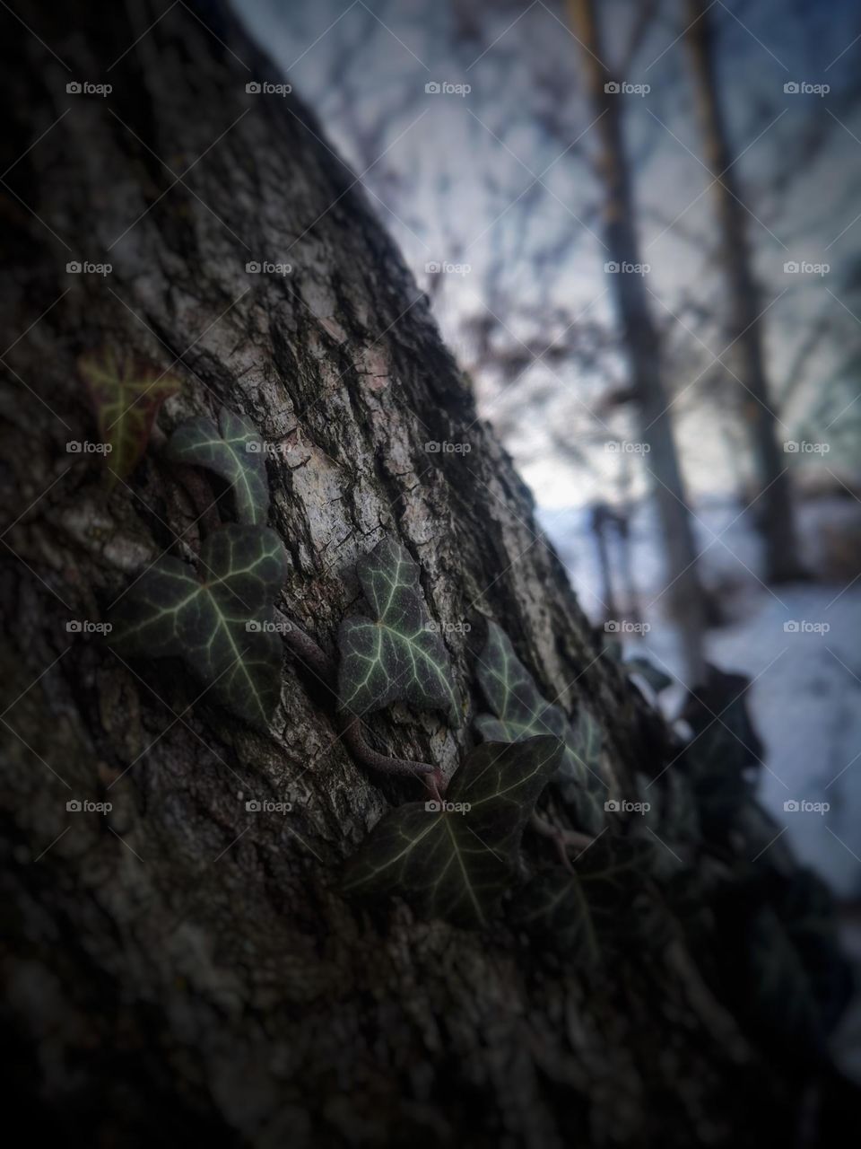 The plant that grows on the tree