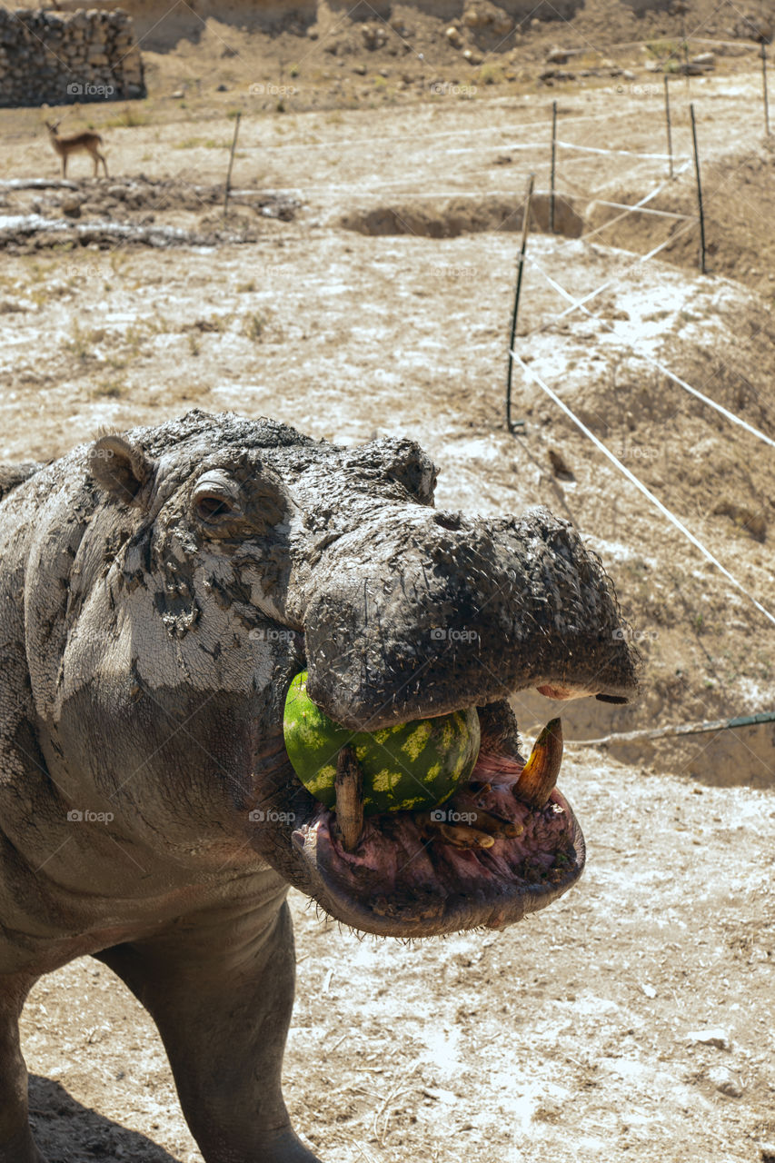 Hippo eats watermelon