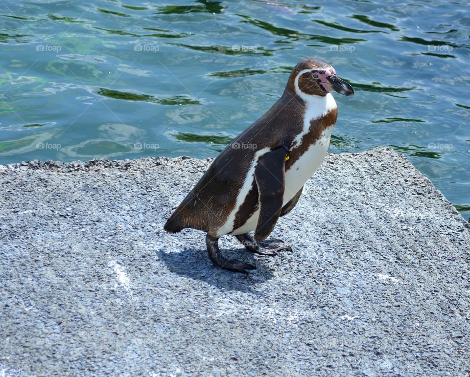 The Penguin which did't want to dive