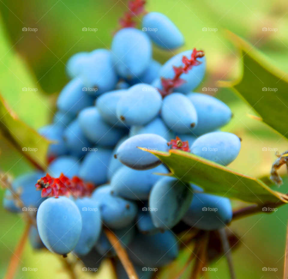 berries wild grapes wild grapes by lightanddrawing