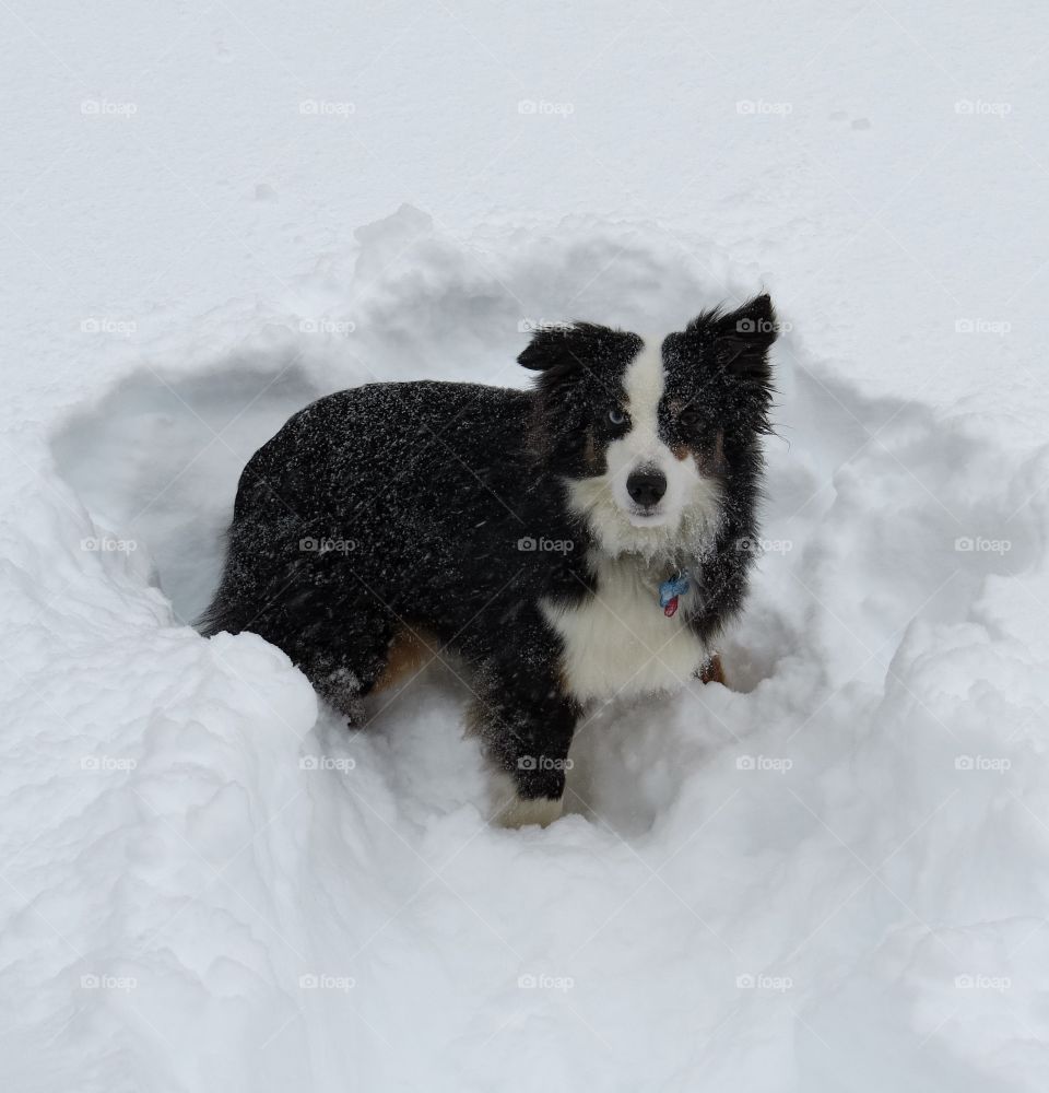 Dog versus blizzard