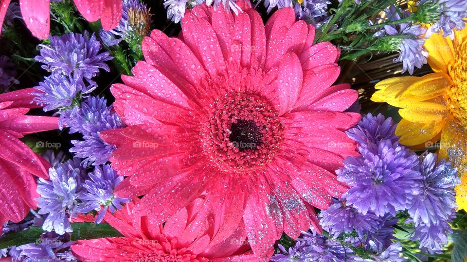 All of colours
 flowers