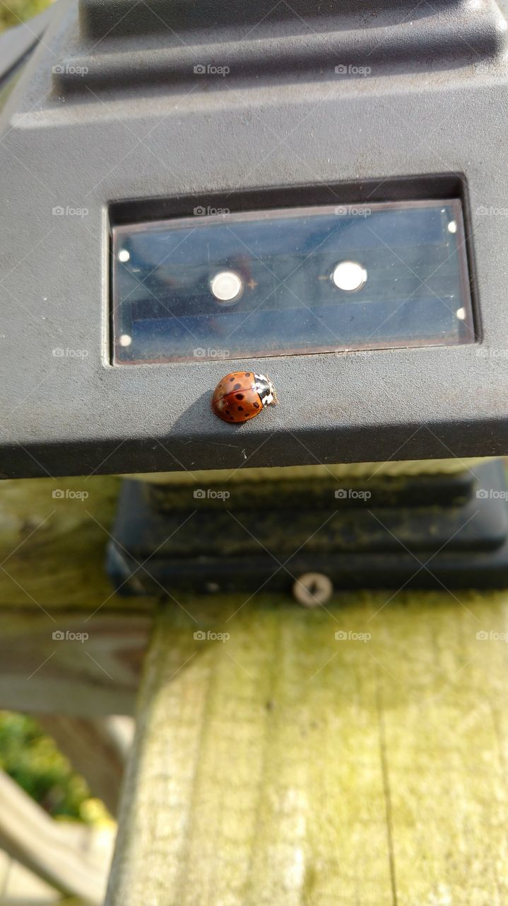 Ladybug sitting in the sun