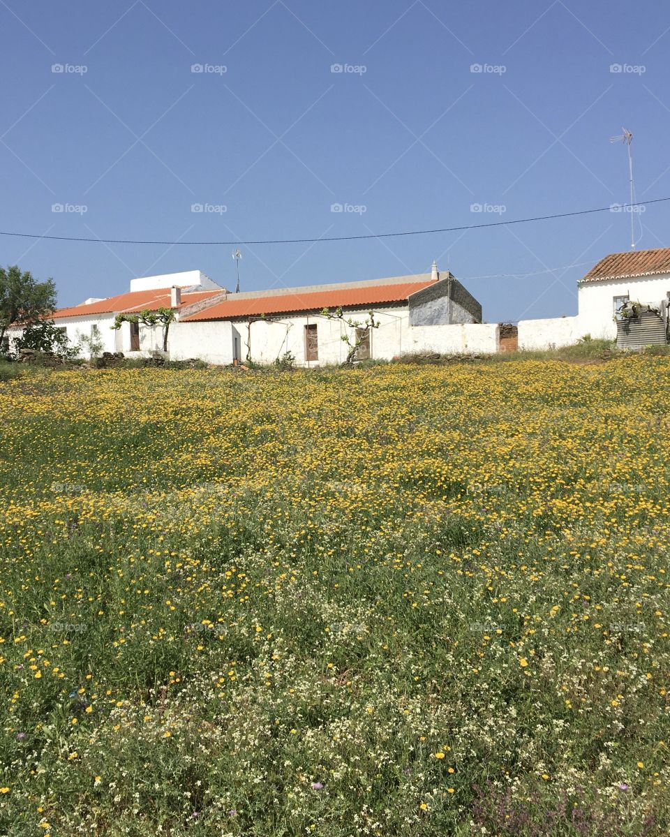 Farming houses in countryside 