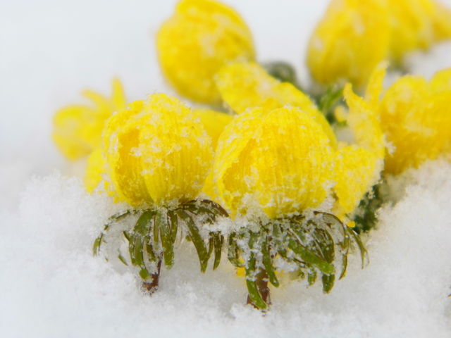 yellow flowers on Snow White in winter