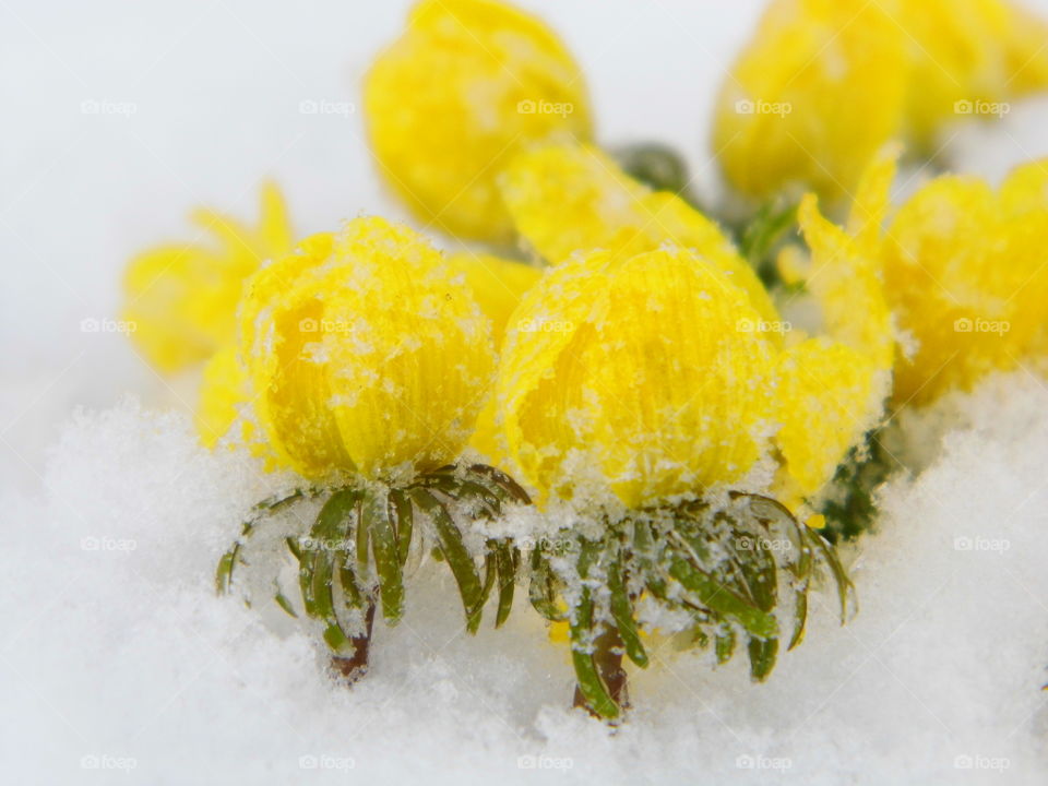 yellow flowers on Snow White in winter