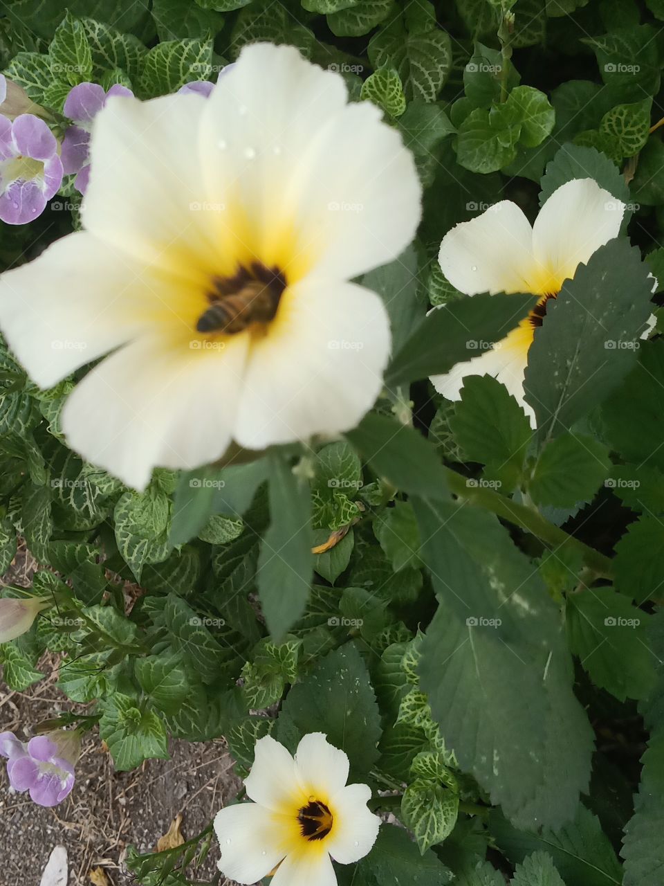 bee