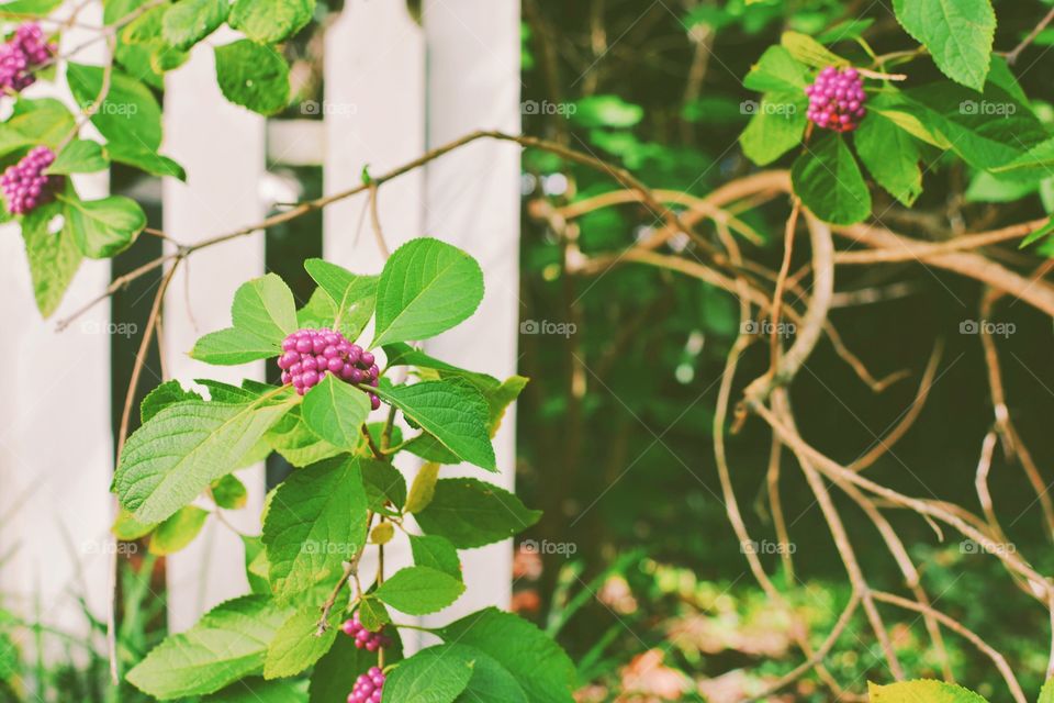 Leaf, Nature, Flower, Flora, Garden