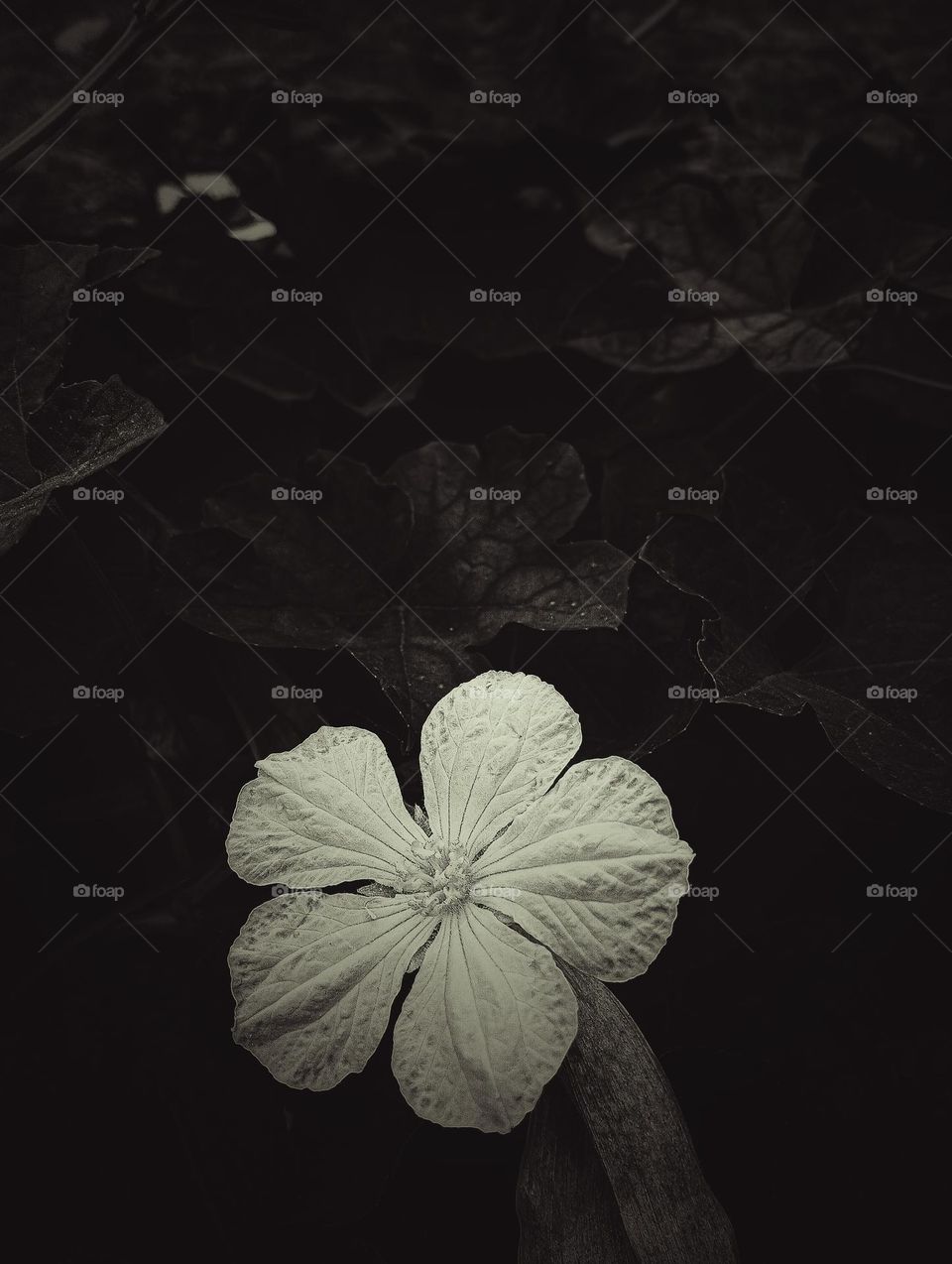 # flower image# flower photo# flower picture