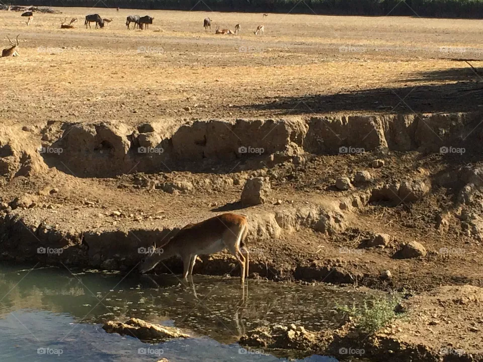 Ciervo bebiendo