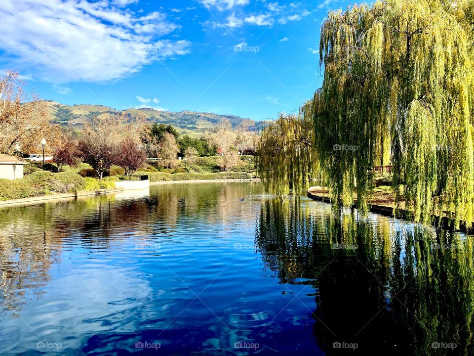 Blue sky on a sunny day at the pond