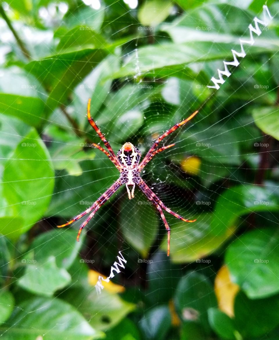 spider