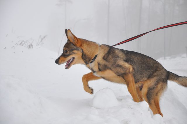 Happy dog