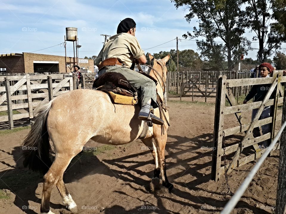 Gaucho in a Horse