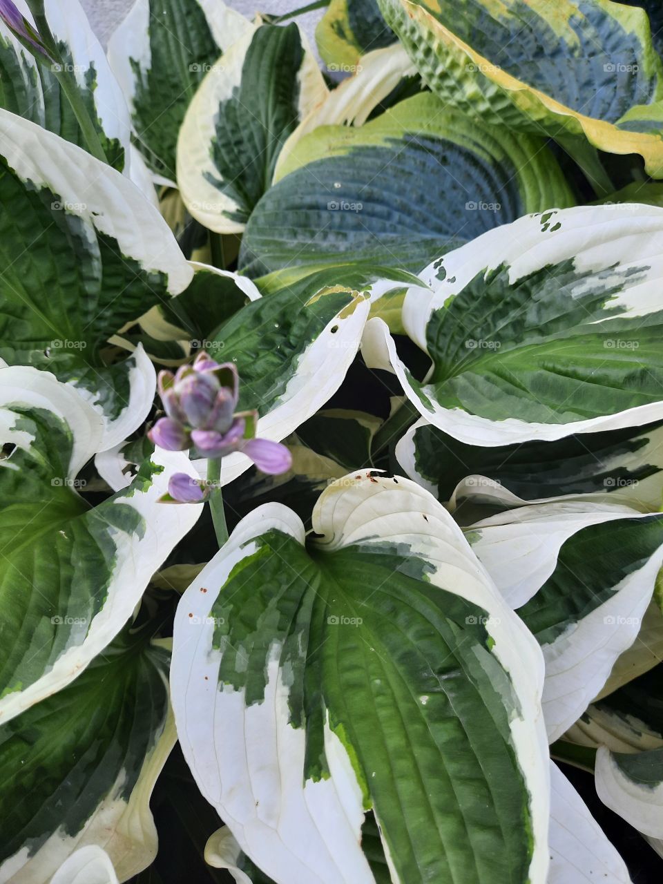 purple budding of green & white hosta