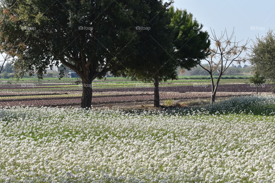 Spring is coming to country