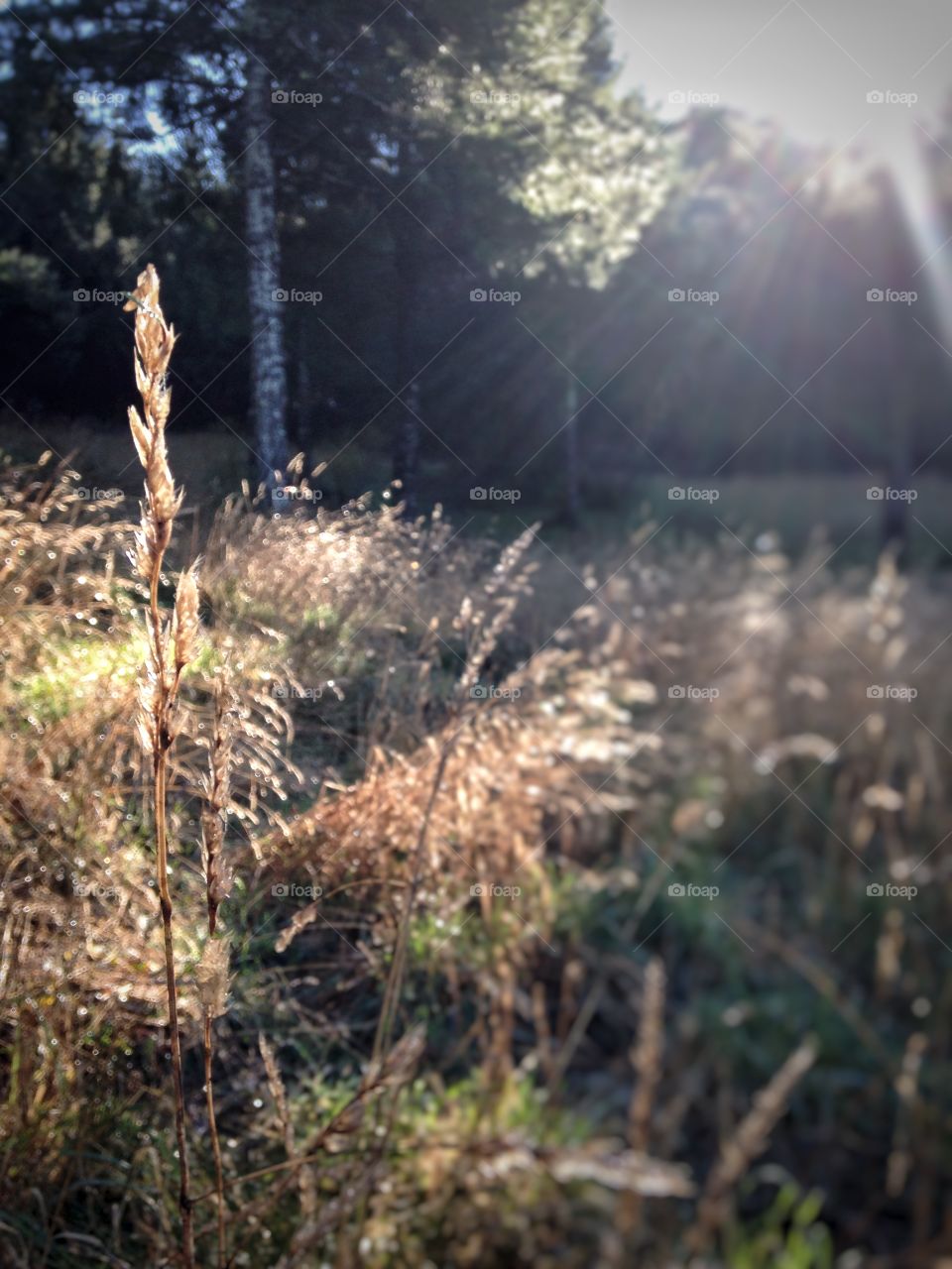 In the early morning, the sun hits the tall grass in my field and it's my favorite sight. This is my point of view. 
